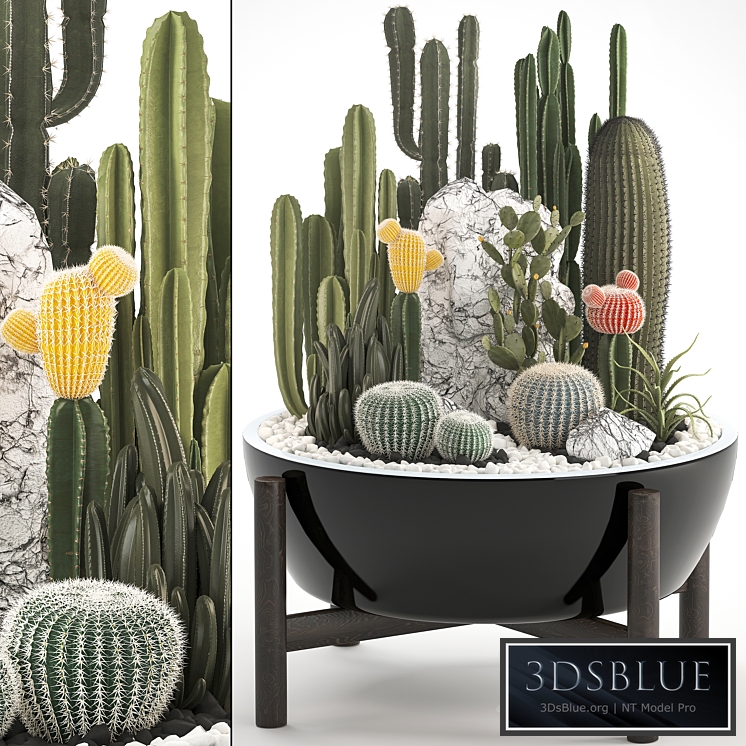 Plant collection 305. Cactus set, cacti, round cactus, flower bed, japanese, cereus, Barrel cactus, desert plants, Prickly pear