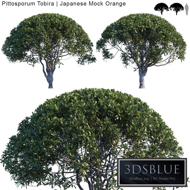 Pittosporum Tobira | Japanese Mock Orange var2