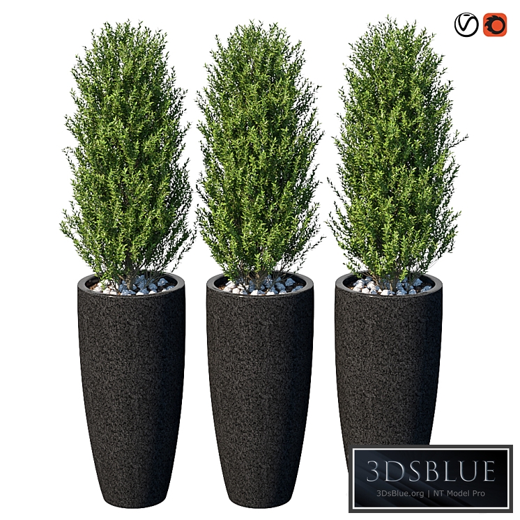 Street bushes in pots VI