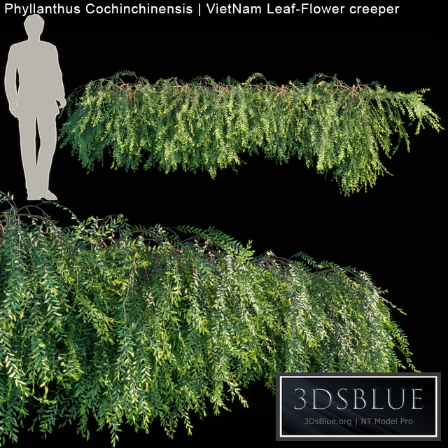 Phyllanthus Cochinchinensis | VietNam Leaf-Flower creeper