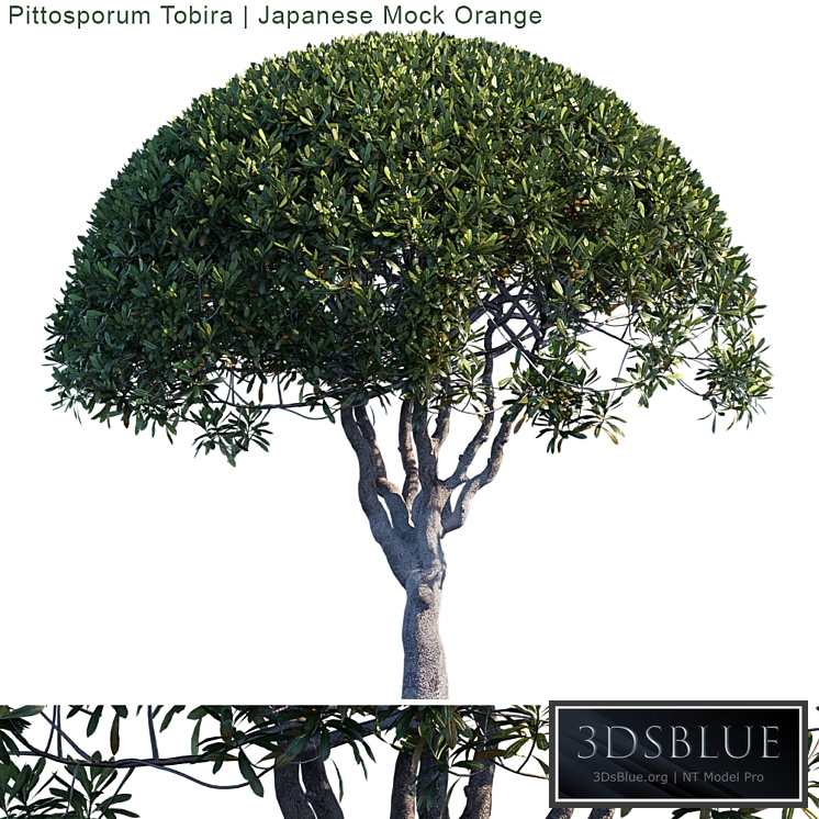 Pittosporum Tobira | Japanese Mock Orange