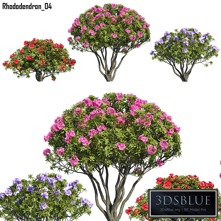 Rhododendron 04