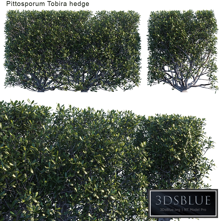 Pittosporum tobira hedge
