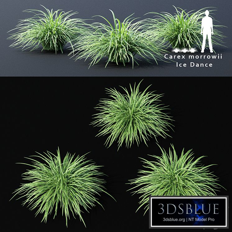 Sedge morrova | Carex morrowii Ice Dance ornamental grass