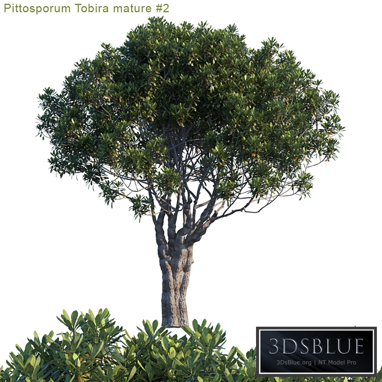 Pittosporum Tobira mature # 2