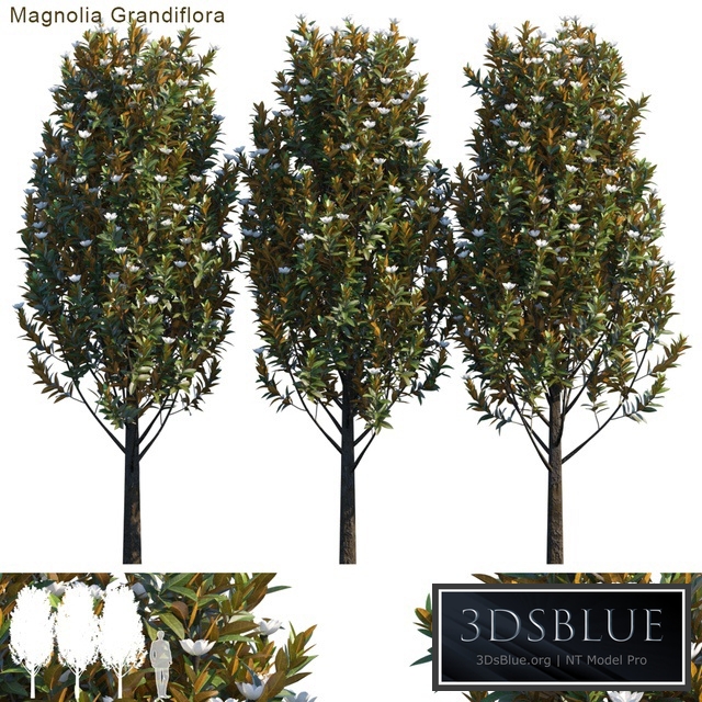 Magnolia grandiflora