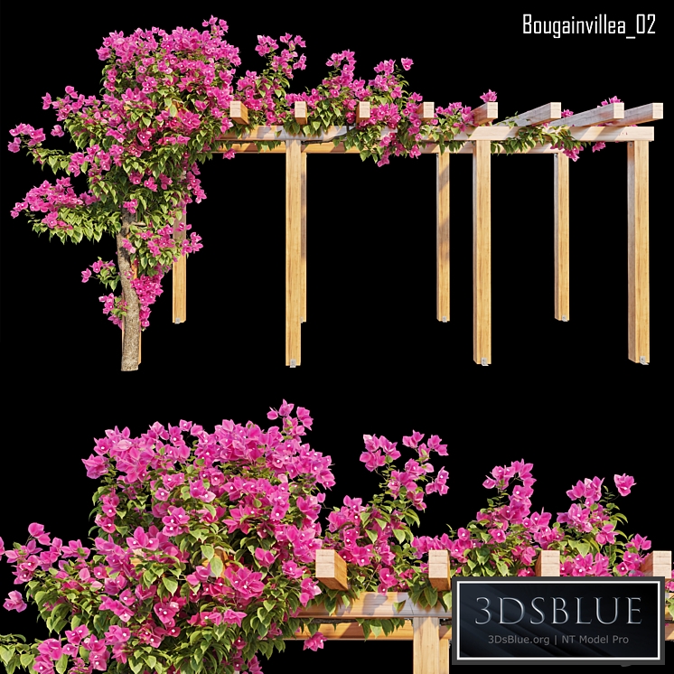 Bougainvillea 02