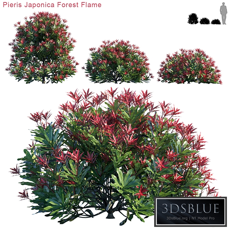 Pieris Japonica Forest Flame