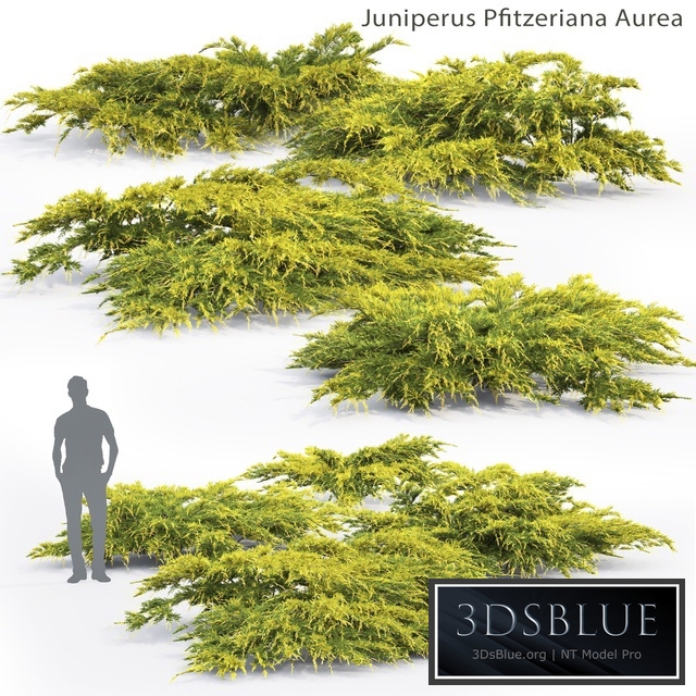 Juniper Medium Aurea | Juniperus Pfitzeriana Aurea # 2