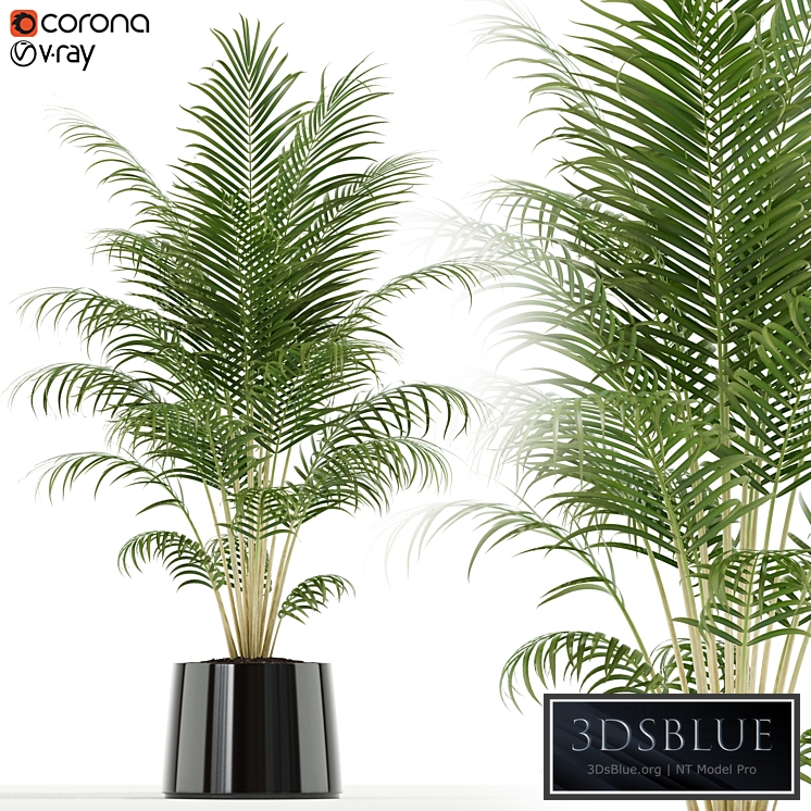 Plants collection 148