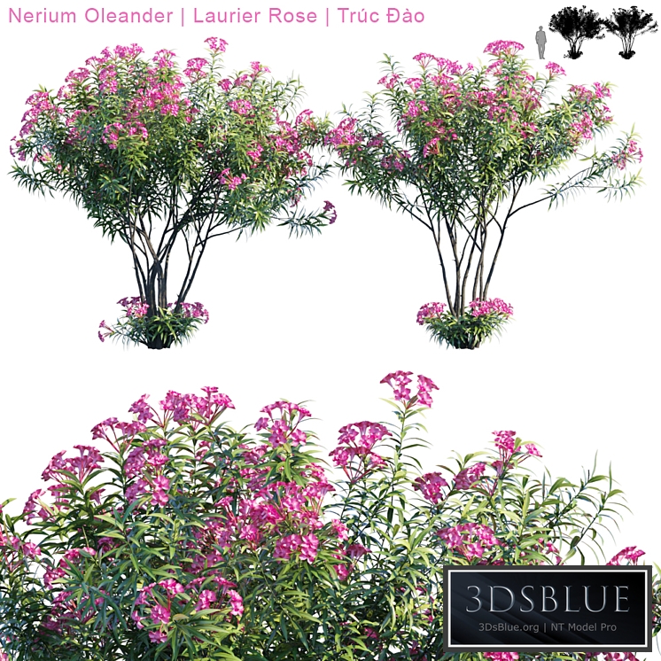 Nerium Oleander | Laurier rose