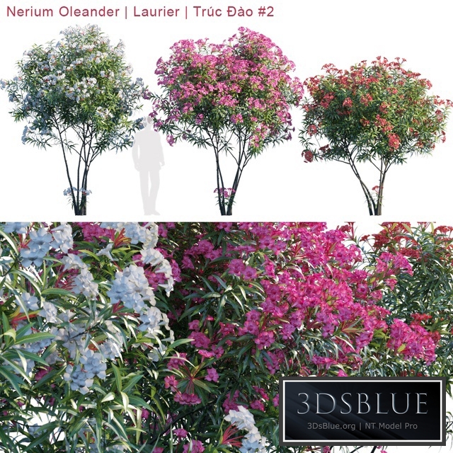 Nerium Oleander | Laurier | Trúc Đào # 2