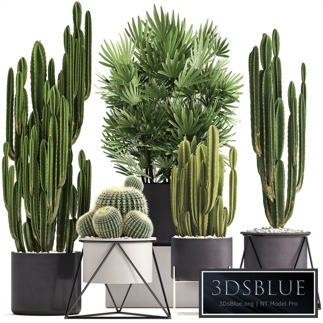 Plant collection 307. Cacti, palm tree, pot, flowerpot, Rapis, Cereus, Barrel cactus, interior, stylish, ecotic, Raphis Palm