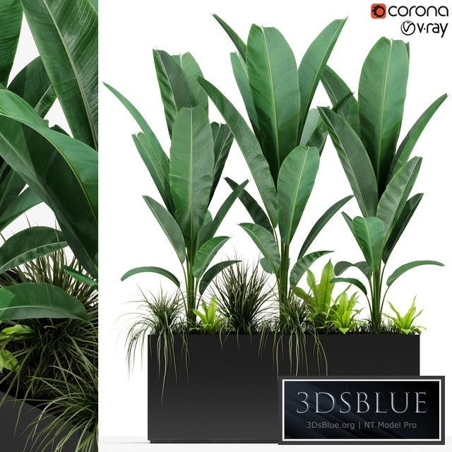 Plants collection 150