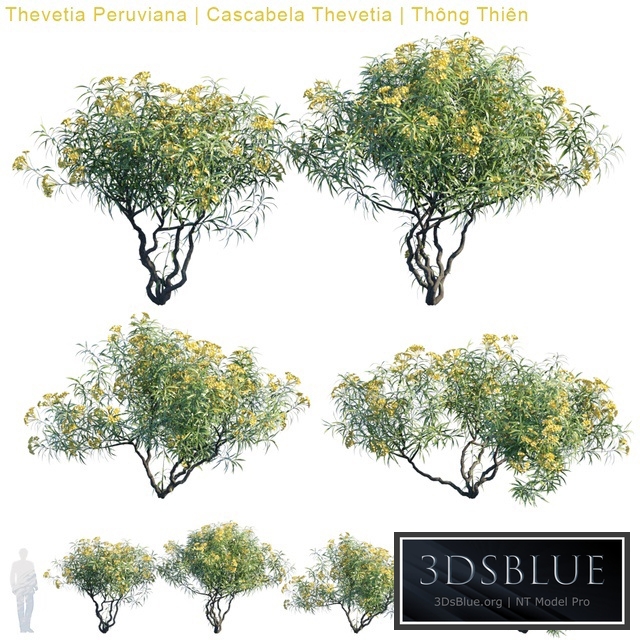 Thevetia Peruviana | Cascabela Thevetia