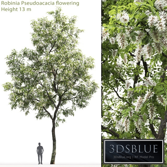 Robinia