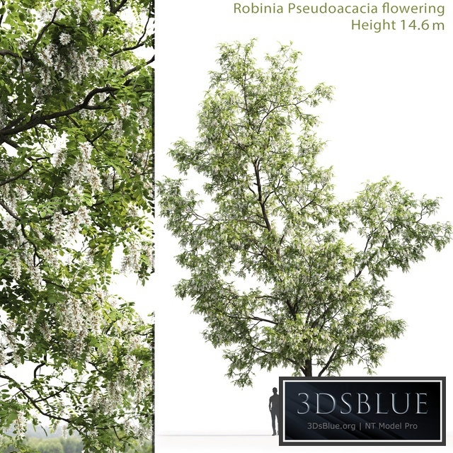 White Acacia | Robinia Pseudoacacia # 3 (14.6m)