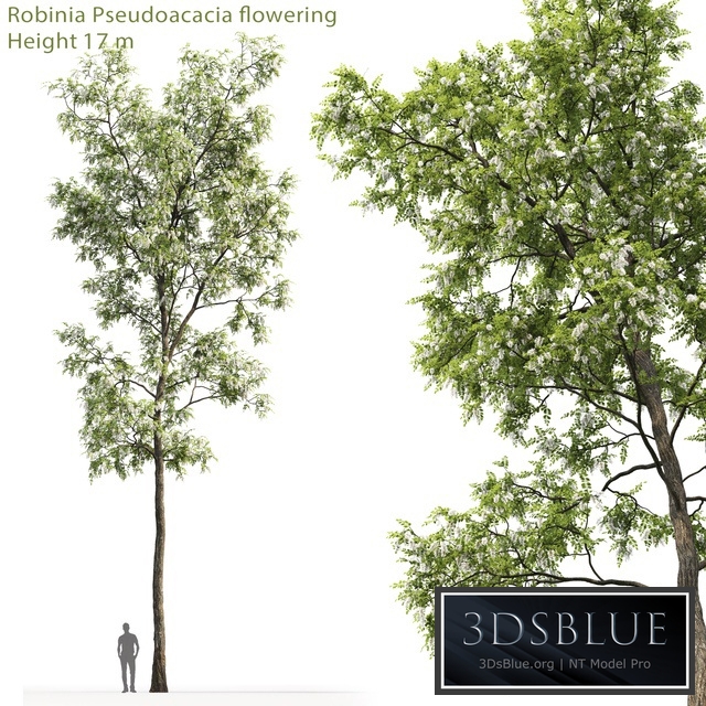 White Acacia | Robinia Pseudoacacia # 4 (17m)