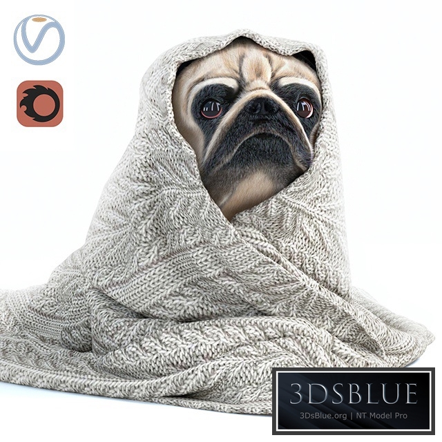 Pug 1 - Winter is coming