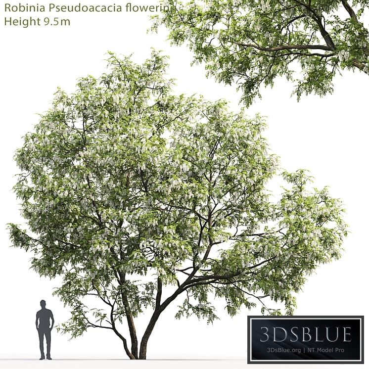 White Acacia | Robinia Pseudoacacia # 5 (9.5m)