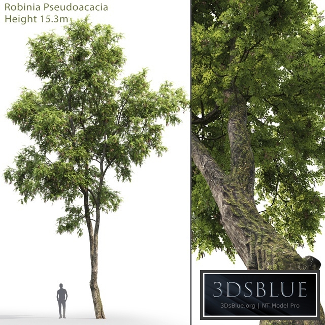 Robinia Pseudoacacia