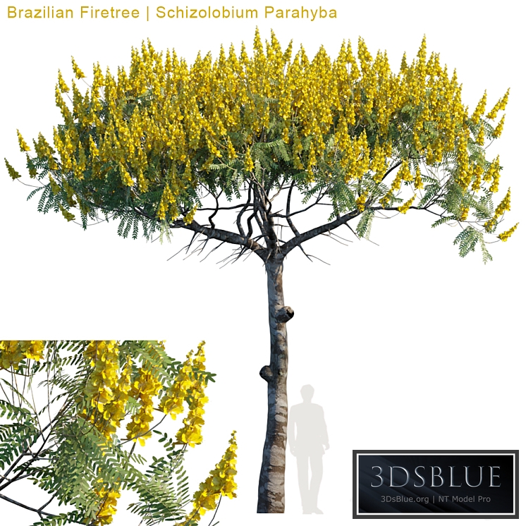 Brazilian Firetree | Schizolobium Parahyba # 2