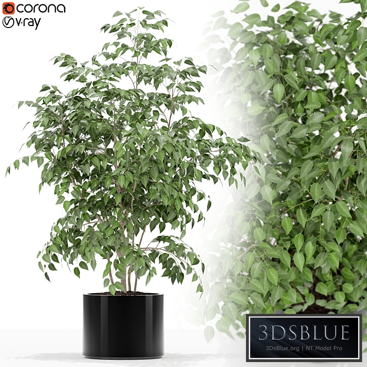 2431859.5cca6f38a3401