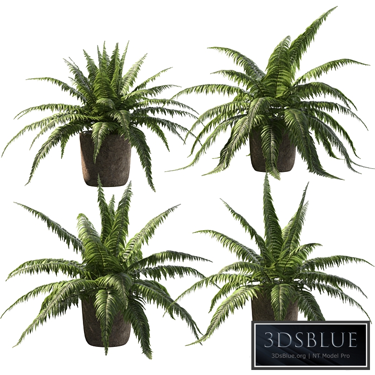 Fern in tubs. 4 models