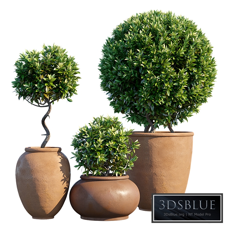 Plant in pots # 10: Mediterranean