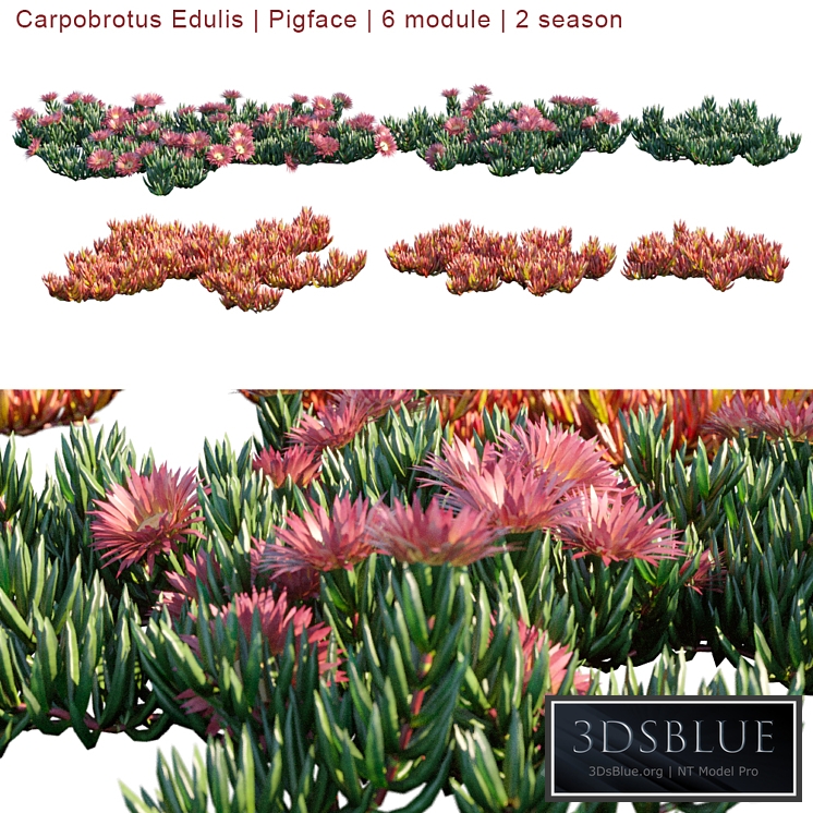 Carpobrotus Edulis | Pigface | 6 module | 2 season