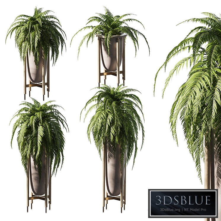 Fern in pots. 4 models
