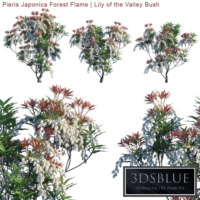 Pieris Japonica Forest Flame | Lily of the valley bush