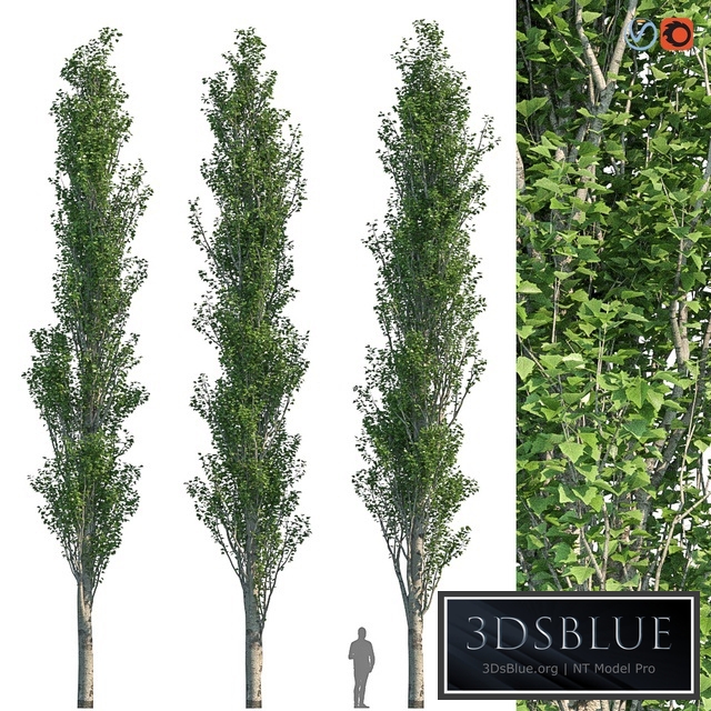 Poplar Pyramidal 15m Summer