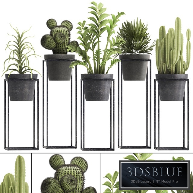 Plant collection 314. Small plants, pot, cactus, rapis, aloe, cireus, indoor, stand, concrete, pot, loft, Zamioculcas, Raphis Palm