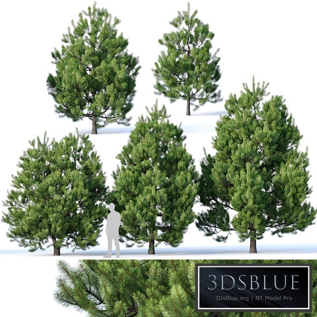 Pinus sylvestris # 2 H3-6m