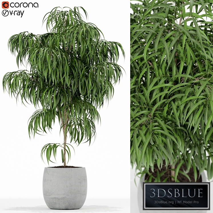 Plants collection 154