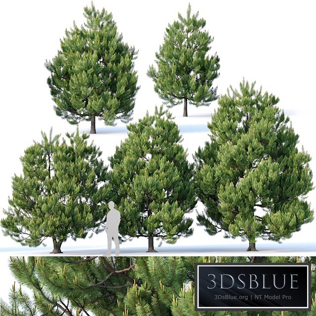 Pinus sylvestris Nr3. H3-6m V2. Five tree set