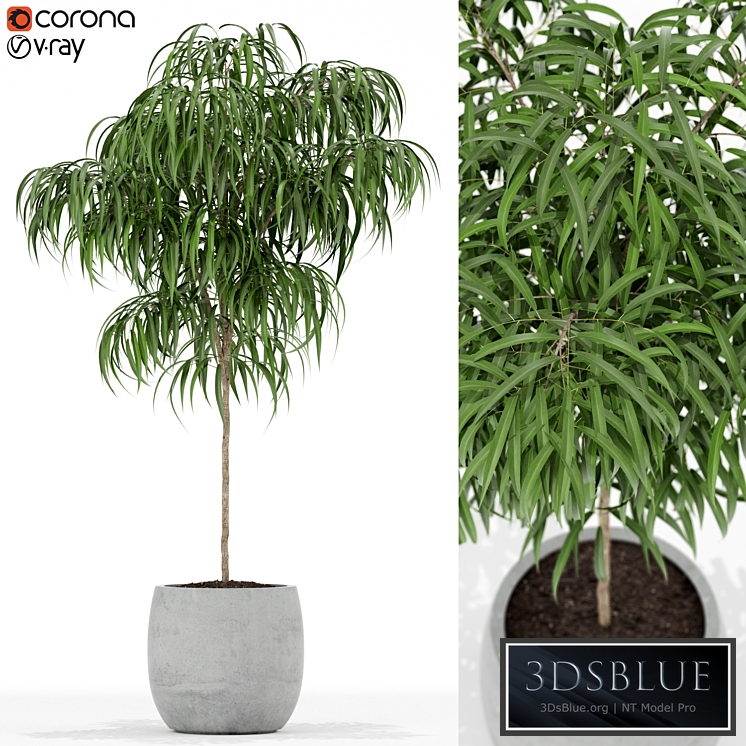 Plants collection 155