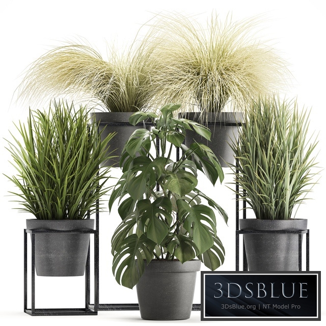 Plant collection 316. Grass, tussock, monstera, pot, flowerpot, indoor, small, flower stand, bush, outdoor, concrete