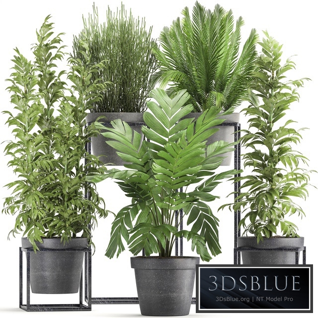 Plant collection 317. Indoor, bamboo, pot, flowerpot, palm tree, indoor, Ripsalis, Hamedorea, thickets, bush, concrete pot, outdoor