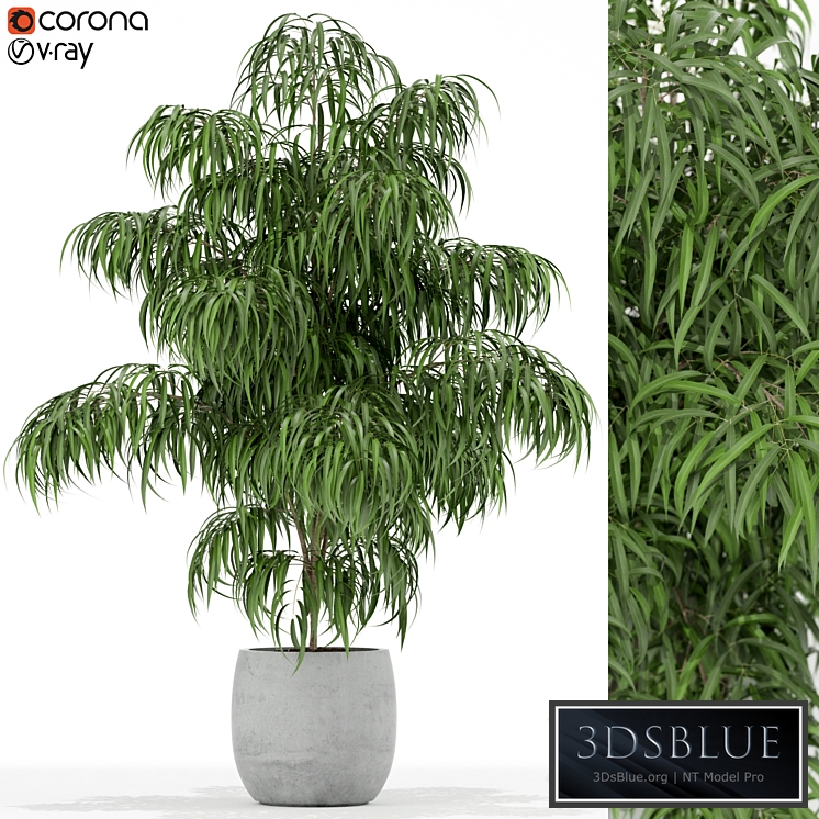 Plants collection 156