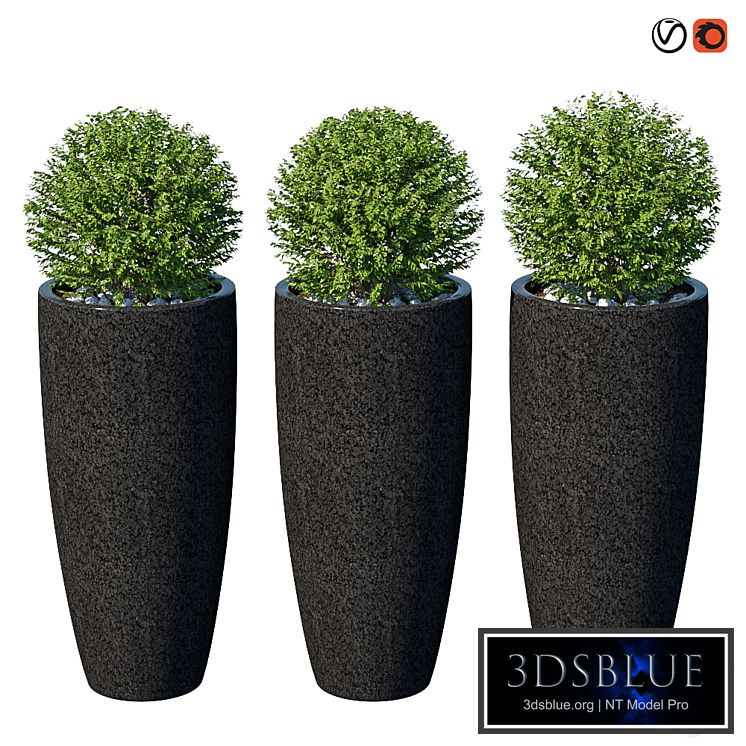 Street bushes in pots VIII