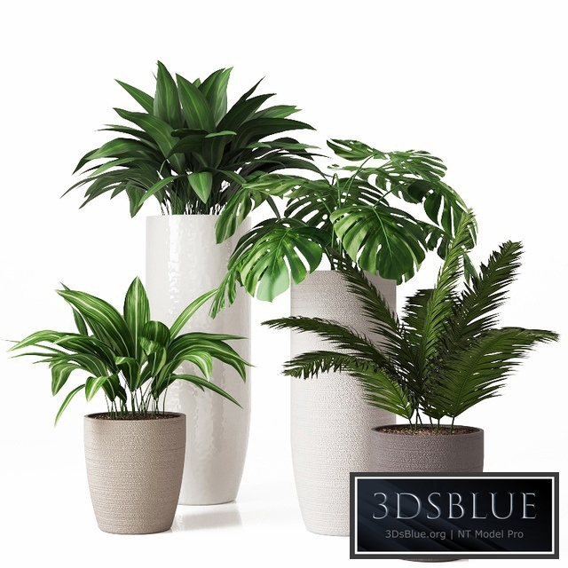 Collection of indoor plants 01