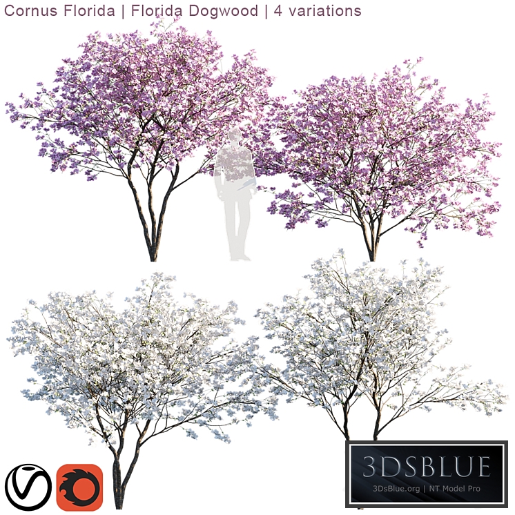 Cornus florida | Florida Dogwood | 4 variations