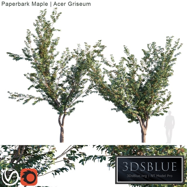 Paperbark Maple | Acer griseum