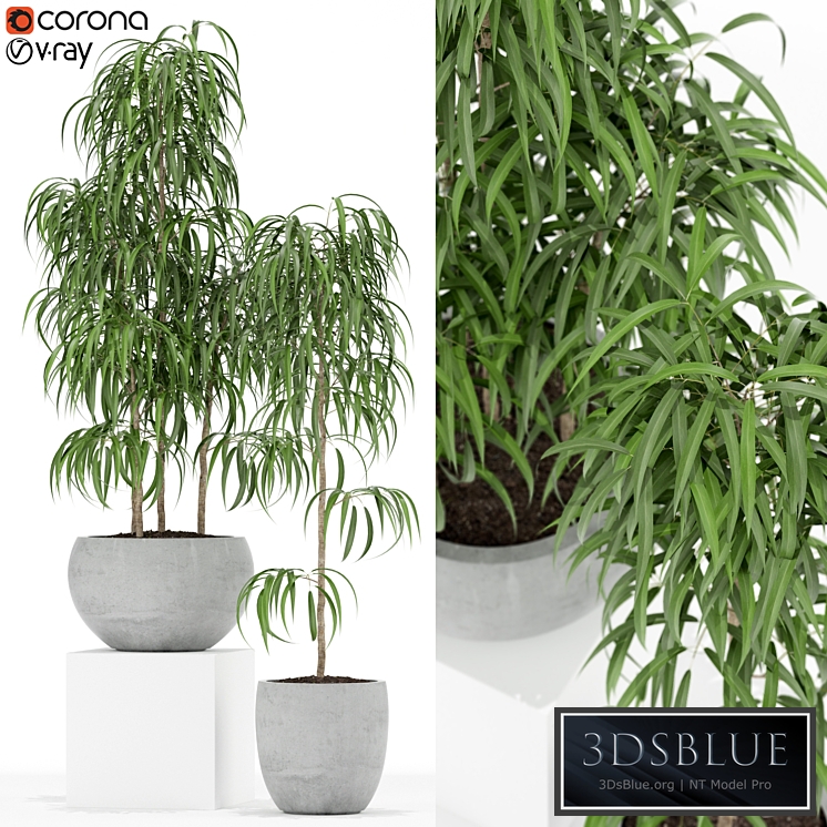 Plants collection 157