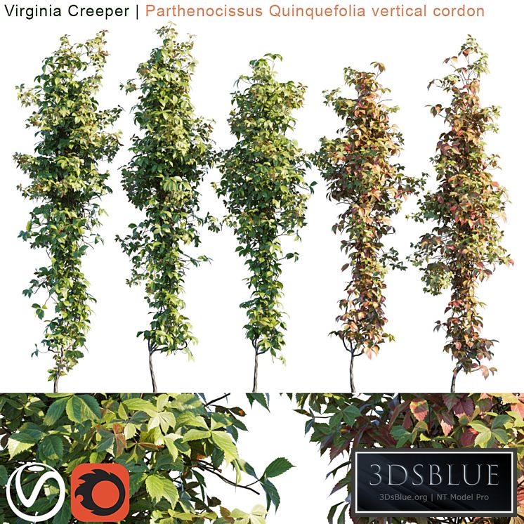 Virginia Creeper vertical cordon