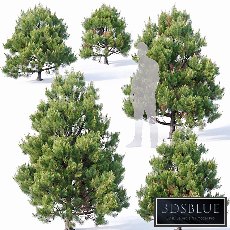 Pinus sylvestris # 4 H110cm-300cm V2