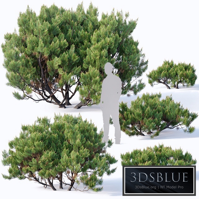 Pinus mugo # 2. H60-260 cm