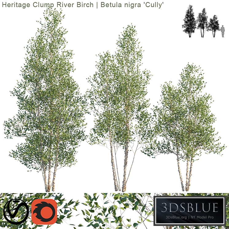 Heritage Clump River Birch | Betula nigra "Cully" # 2
